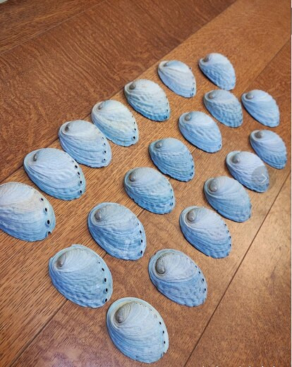 7-8 cm Blue Abalone and Shell Gorgeous Color kolekcija