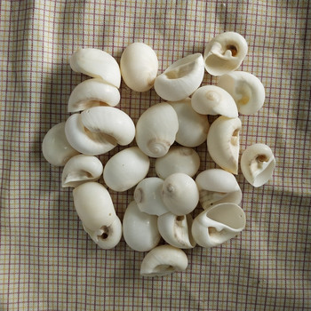 30 τμχ Φυσική τρύπα από κοχύλι από λευκό κέλυφος, δεξαμενή ψαριών διακόσμησης σπιτιού, αξεσουάρ DIY Beads Cowrie from Sea Beach