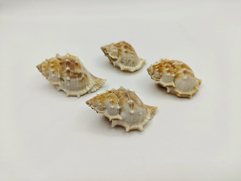Ερημίτης κοχύλι καβουριού κοχύλι βάτραχος συλλογή σαλιγκαριών δώρα διακόσμηση σπιτιού παιδικά παιχνίδια