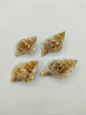 Ερημίτης κοχύλι καβουριού κοχύλι βάτραχος συλλογή σαλιγκαριών δώρα διακόσμηση σπιτιού παιδικά παιχνίδια