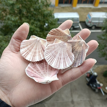 Φυσικό κοχύλι Shell Mushroom Scallop Home Furnishings Island Collection Αναμνηστικά φωτογραφικά στηρίγματα κοράλλι