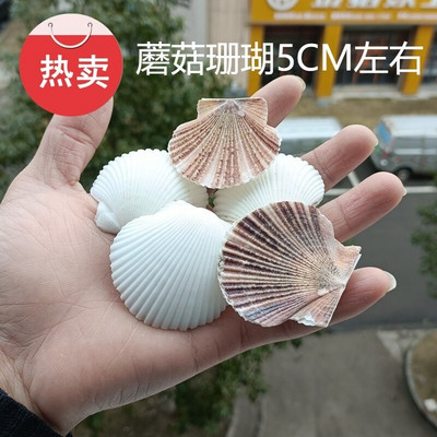 Φυσικό κοχύλι Shell Mushroom Scallop Home Furnishings Island Collection Αναμνηστικά φωτογραφικά στηρίγματα κοράλλι