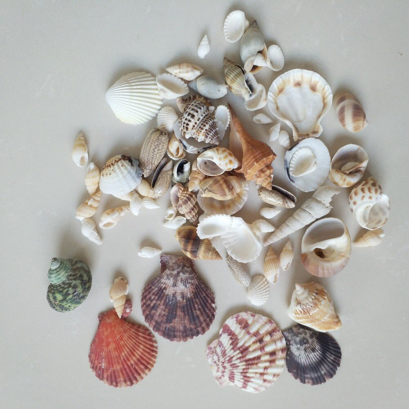 150g Divat dekoráció Beach Fashion Seashells Tengeri kagylók barkácsoláshoz Caft Decor forró akció természetes kagyló tengeri csillaghal