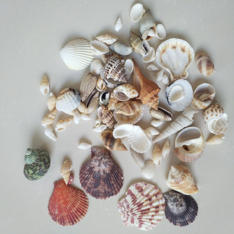150g Divat dekoráció Beach Fashion Seashells Tengeri kagylók barkácsoláshoz Caft Decor forró akció természetes kagyló tengeri csillaghal