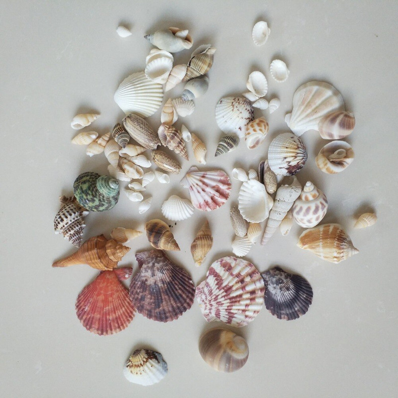 150g Divat dekoráció Beach Fashion Seashells Tengeri kagylók barkácsoláshoz Caft Decor forró akció természetes kagyló tengeri csillaghal
