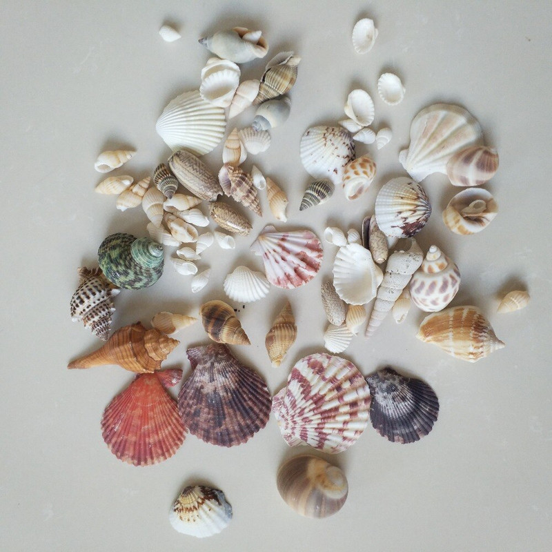 150g Divat dekoráció Beach Fashion Seashells Tengeri kagylók barkácsoláshoz Caft Decor forró akció természetes kagyló tengeri csillaghal