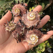 Kagyló kagyló hosszú tövisek hippocampus tüskés korona csiga lakberendezési barát ajándék kollekció