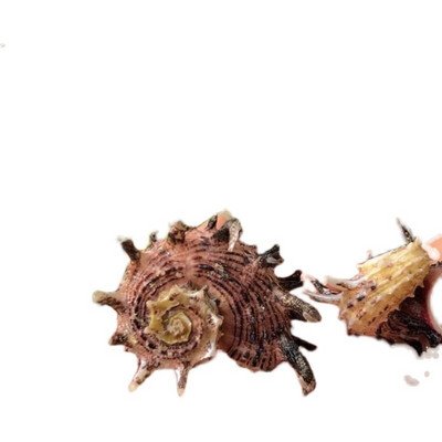 Kagyló kagyló hosszú tövisek hippocampus tüskés korona csiga lakberendezési barát ajándék kollekció