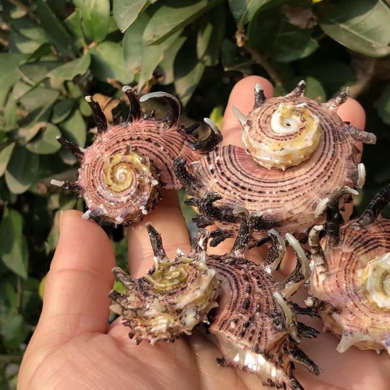 Kagyló kagyló hosszú tövisek hippocampus tüskés korona csiga lakberendezési barát ajándék kollekció