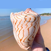 Stílus dekoráció Mediterrán gyöngy ékszerekhez Coral Beach Natural Home Seashell Decor Tengeri csillag Tengerparti Tengeri Tengeri