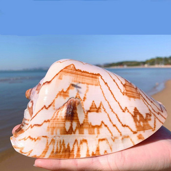 Стилна декорация Средиземноморско мънисто за бижута Корал Плаж Естествен домашен декор на мида Морска звезда Крайбрежен морски морски