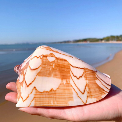 Stílus dekoráció Mediterrán gyöngy ékszerekhez Coral Beach Natural Home Seashell Decor Tengeri csillag Tengerparti Tengeri Tengeri
