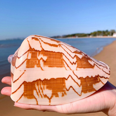 Stílus dekoráció Mediterrán gyöngy ékszerekhez Coral Beach Natural Home Seashell Decor Tengeri csillag Tengerparti Tengeri Tengeri