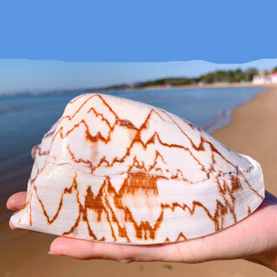 Stílus dekoráció Mediterrán gyöngy ékszerekhez Coral Beach Natural Home Seashell Decor Tengeri csillag Tengerparti Tengeri Tengeri