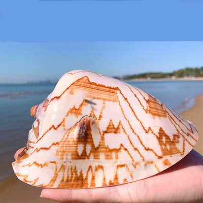 Stílus dekoráció Mediterrán gyöngy ékszerekhez Coral Beach Natural Home Seashell Decor Tengeri csillag Tengerparti Tengeri Tengeri