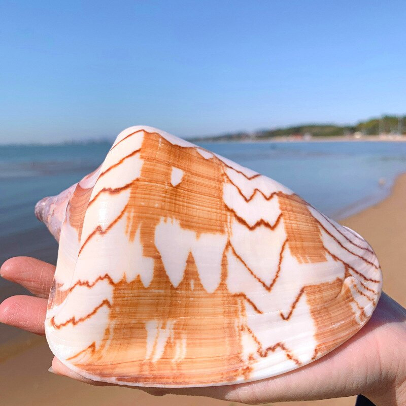 Stílus dekoráció Mediterrán gyöngy ékszerekhez Coral Beach Natural Home Seashell Decor Tengeri csillag Tengerparti Tengeri Tengeri