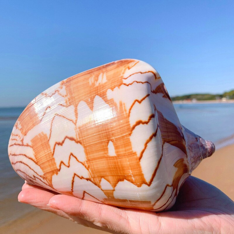 Stílus dekoráció Mediterrán gyöngy ékszerekhez Coral Beach Natural Home Seashell Decor Tengeri csillag Tengerparti Tengeri Tengeri