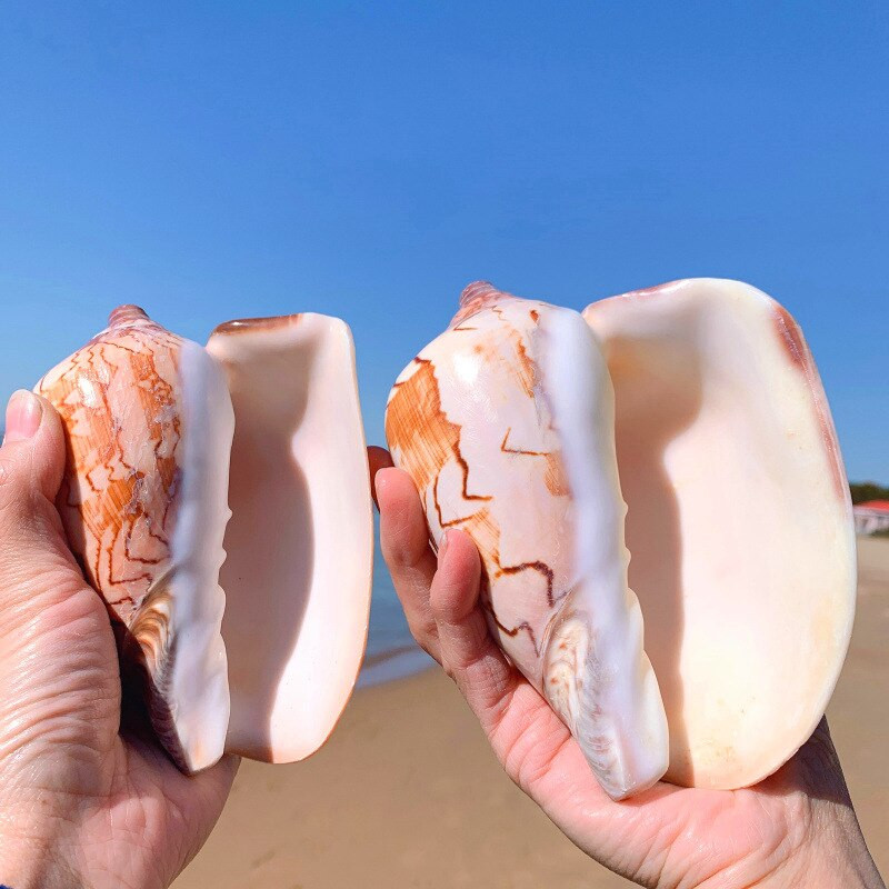 Stílus dekoráció Mediterrán gyöngy ékszerekhez Coral Beach Natural Home Seashell Decor Tengeri csillag Tengerparti Tengeri Tengeri