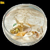 Šiaurės šalių Viduržemio jūros koralų kriauklių vaza Kūrybinis ornamentas dubuo Lotus Ančiukas įstrižai permatomas vandens stiklas namų dekoravimas jūra