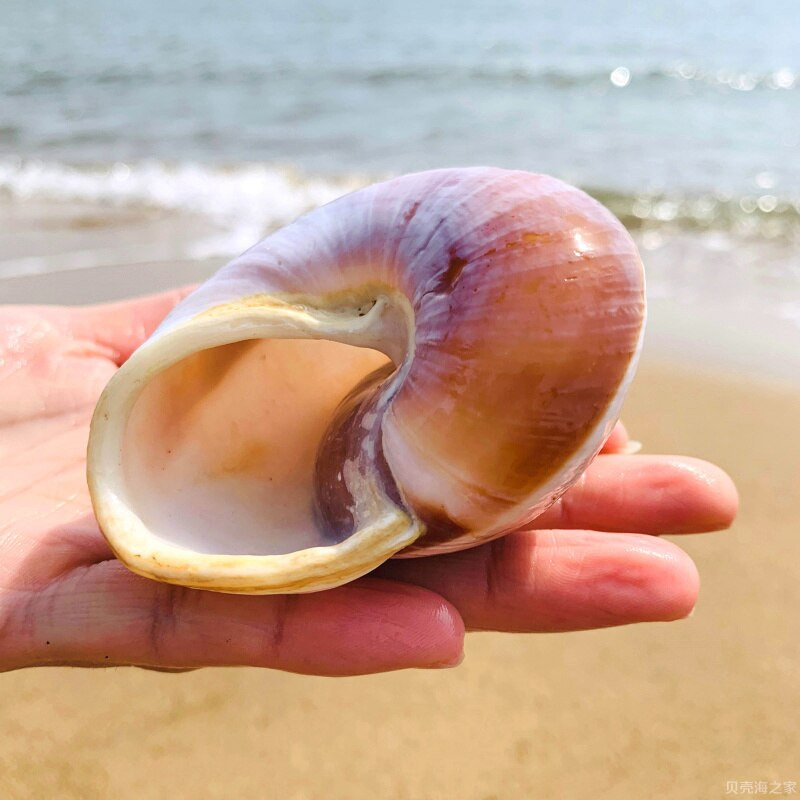 Roll shell hal remete rák tartalék csere héj speciális természetes héj kagyló kenyér csiga akvárium dekoráció