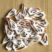 30 de bucăți de scoici de cauri naturală de scoici spirale naturale felii tăiate netedă scoici de plajă margele cu găuri Fabricarea de bijuterii