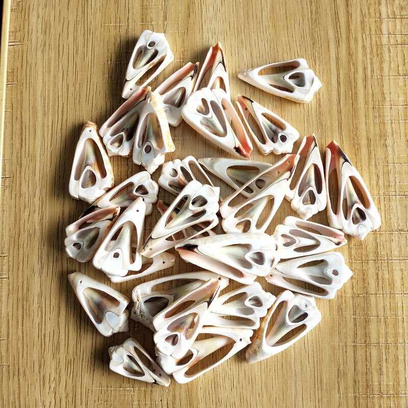 30 de bucăți de scoici de cauri naturală de scoici spirale naturale felii tăiate netedă scoici de plajă margele cu găuri Fabricarea de bijuterii