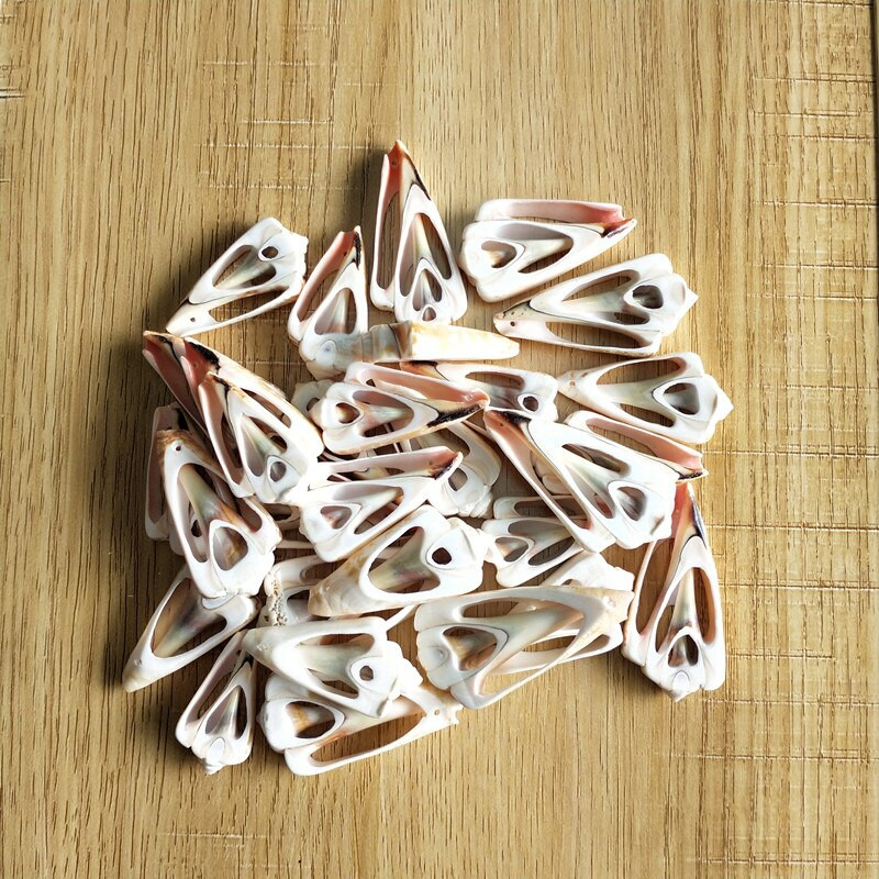 30 de bucăți de scoici de cauri naturală de scoici spirale naturale felii tăiate netedă scoici de plajă margele cu găuri Fabricarea de bijuterii