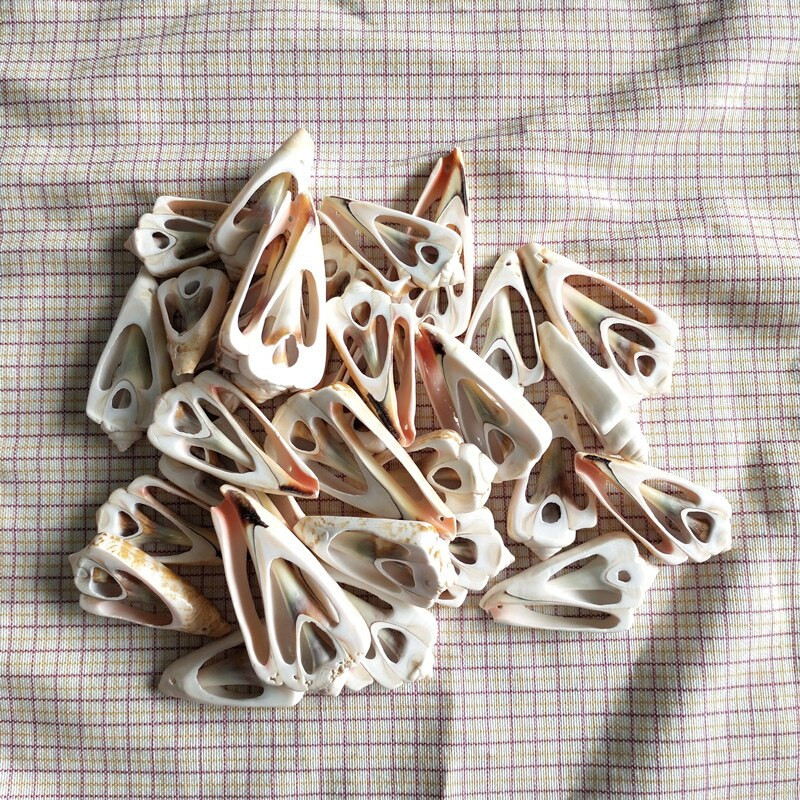 30 de bucăți de scoici de cauri naturală de scoici spirale naturale felii tăiate netedă scoici de plajă margele cu găuri Fabricarea de bijuterii