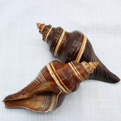 Atlanti fekete illatos kagyló kagyló díszek akvárium kád lövöldözős kellékek otthon mediterrán kagyló dekoráció
