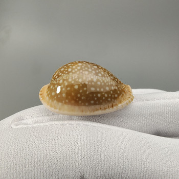 Колекция от черупки на Erosaria miliaris, научно-популярен образец