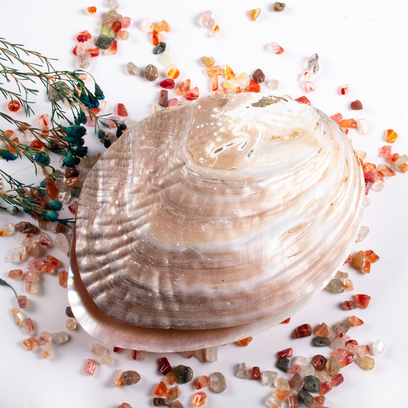 2 DB/Szett Gyöngyök Natural Beach Abalone Shell gyűjthető táj értékes dekoráció, kézműves kagyló ékszertartó