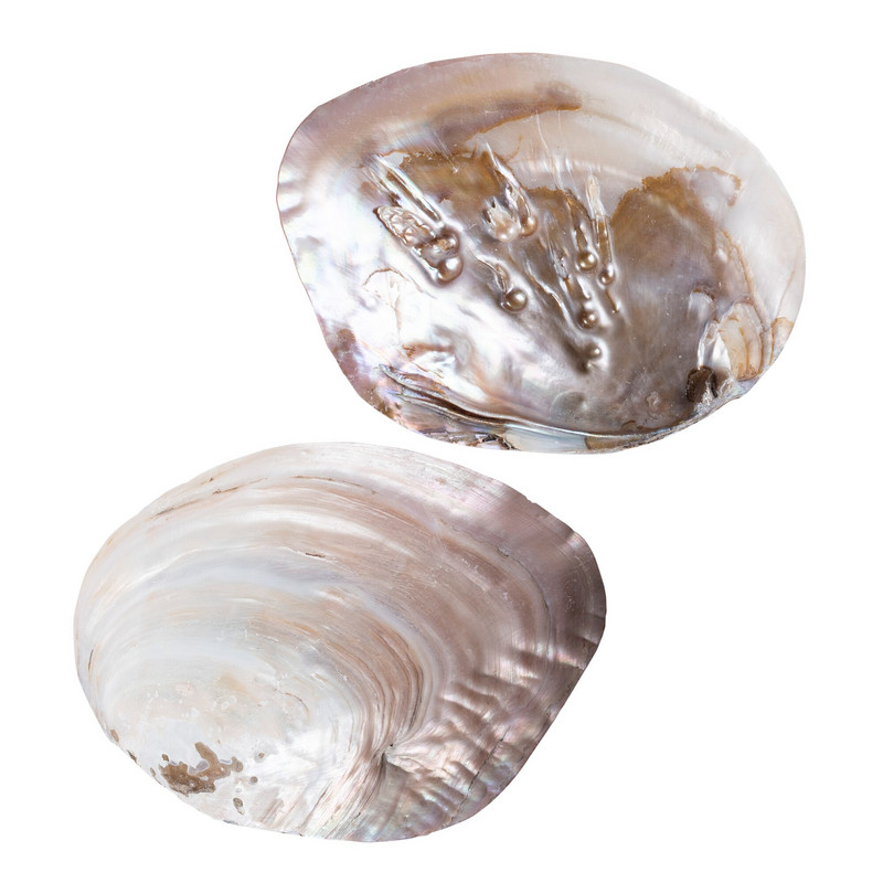 2 DB/Szett Gyöngyök Natural Beach Abalone Shell gyűjthető táj értékes dekoráció, kézműves kagyló ékszertartó