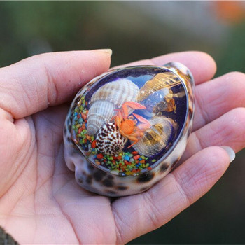 Φυσικό κοχύλι βούκινο Χειροποίητο Δημιουργικό δώρο Τιγρέ Κοχύλι Κεχριμπάρι Διακόσμηση σπιτιού Δώρο Κοχύλι από βούκινο καβούρι