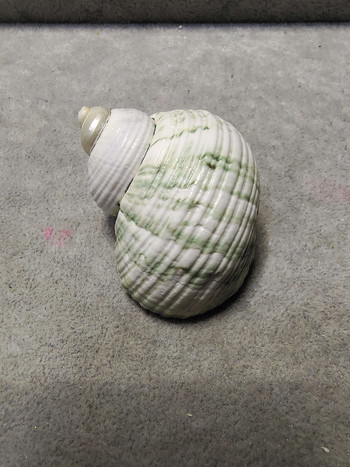 Ανταλλακτικό κοχύλι με κέλυφος καβουριού Collection Conch Shell Starfish