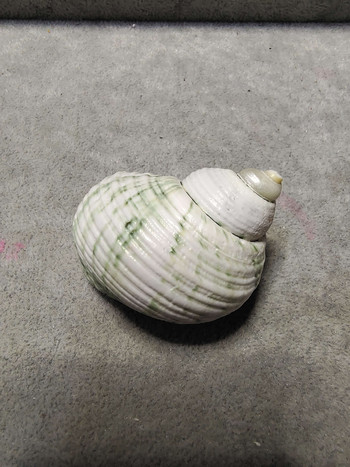 Ανταλλακτικό κοχύλι με κέλυφος καβουριού Collection Conch Shell Starfish