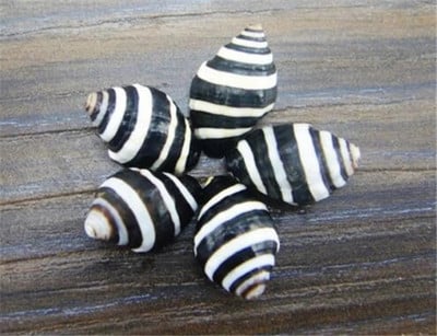 0,8-2cm Zebra Stripes Sea Conch 12 τμχ/παρτίδα Natural Crafts θαλάσσια κοχύλια DIY διακόσμηση σπιτιού τέχνης διακόσμηση γάμου τοίχου