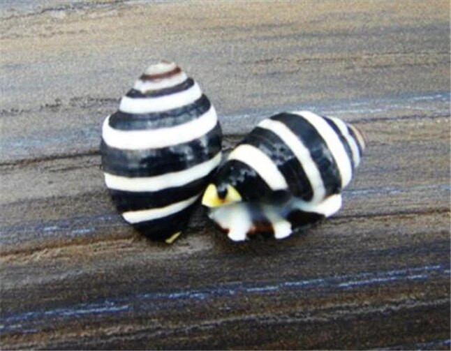 0,8-2cm Zebra Stripes Sea Conch 12db/tétel Natural Crafts tengeri kagylók barkácsolás lakberendezés art fal esküvői dekoráció