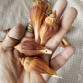 20db natúr 5-7 cm Dekoráció Beach Divat lyuk Tengeri kagylók Tengeri kagylók barkácsoláshoz Caft Decor Ékszer Kézműves Kiegészítők