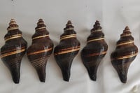 12-16 cm nagy természetes kagylók Tengeri kagylók Fekete Illatos csiga Nemes Temperamentum Otthon Nappali Iroda dekoráció