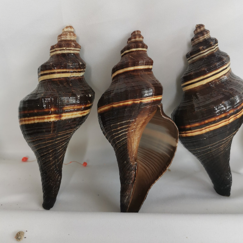 12-16 cm nagy természetes kagylók Tengeri kagylók Fekete Illatos csiga Nemes Temperamentum Otthon Nappali Iroda dekoráció