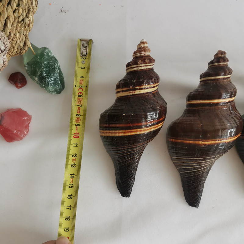 12-16 cm nagy természetes kagylók Tengeri kagylók Fekete Illatos csiga Nemes Temperamentum Otthon Nappali Iroda dekoráció