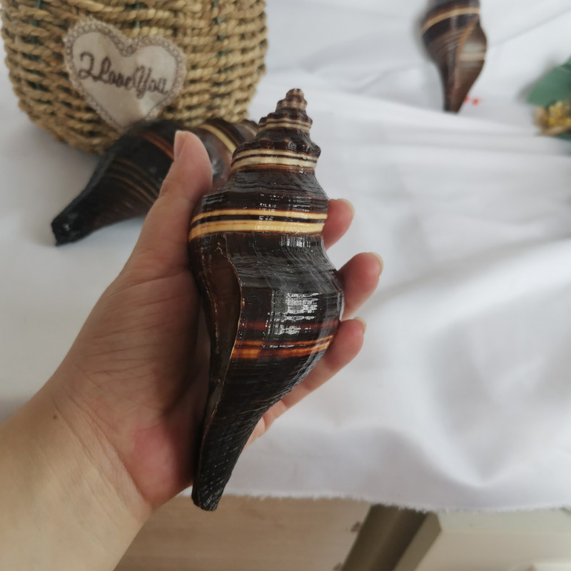 12-16 cm nagy természetes kagylók Tengeri kagylók Fekete Illatos csiga Nemes Temperamentum Otthon Nappali Iroda dekoráció