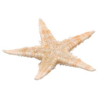 100τμχ Mini Starfish Natural Sea Stars 2-3cm for Home Party Wedding Decor Fish Tank Aquarium Gifts Gifts DIY Crafts Project