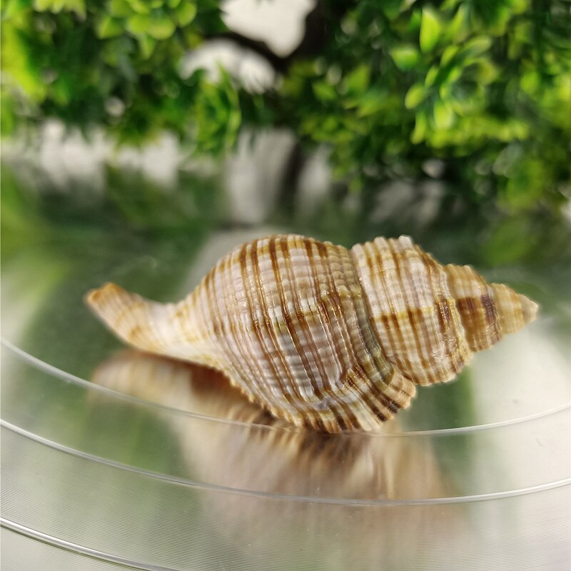 Boutique kagyló kagylószőr csiga akvárium tereprendezés akvárium dekoráció gyűjtemény platform dekoráció mediterrán stílusú