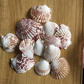 30db természetes dekoráció Beach divat lyuk Tengeri kagylók Tengeri kagylók barkácsoláshoz Caft Decor Ékszer Kézműves Kiegészítők lyukak Shell Charm