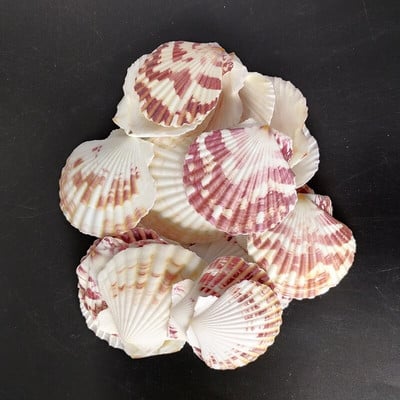 30db természetes dekoráció Beach divat lyuk Tengeri kagylók Tengeri kagylók barkácsoláshoz Caft Decor Ékszer Kézműves Kiegészítők lyukak Shell Charm