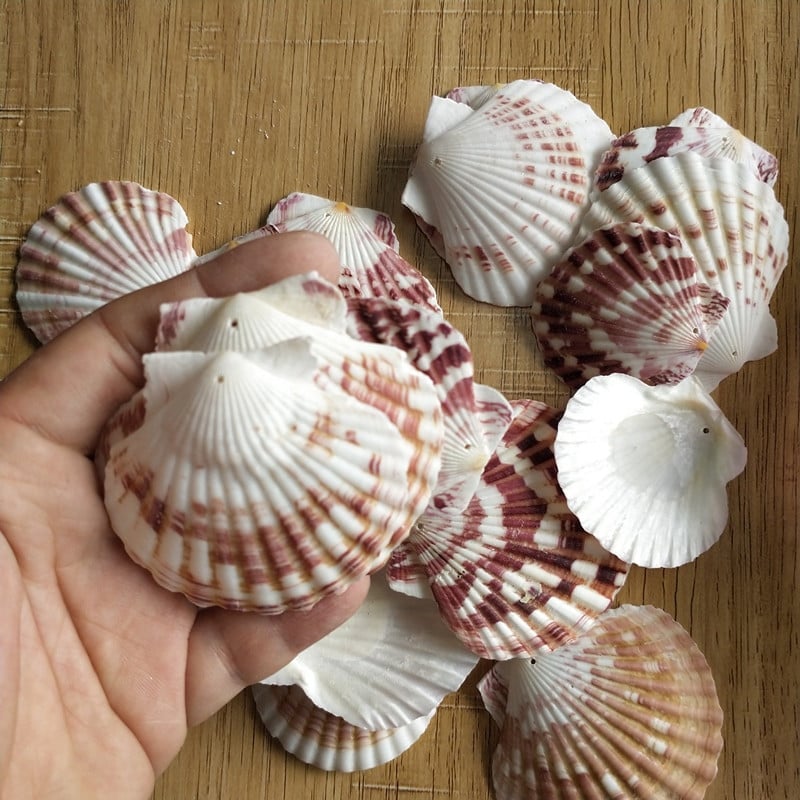 30db természetes dekoráció Beach divat lyuk Tengeri kagylók Tengeri kagylók barkácsoláshoz Caft Decor Ékszer Kézműves Kiegészítők lyukak Shell Charm