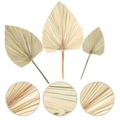 Pálmalevél szárított levelek természetes száraz dekoráció lándzsa dekoráció élénk esküvői elrendezés fotó kellékek