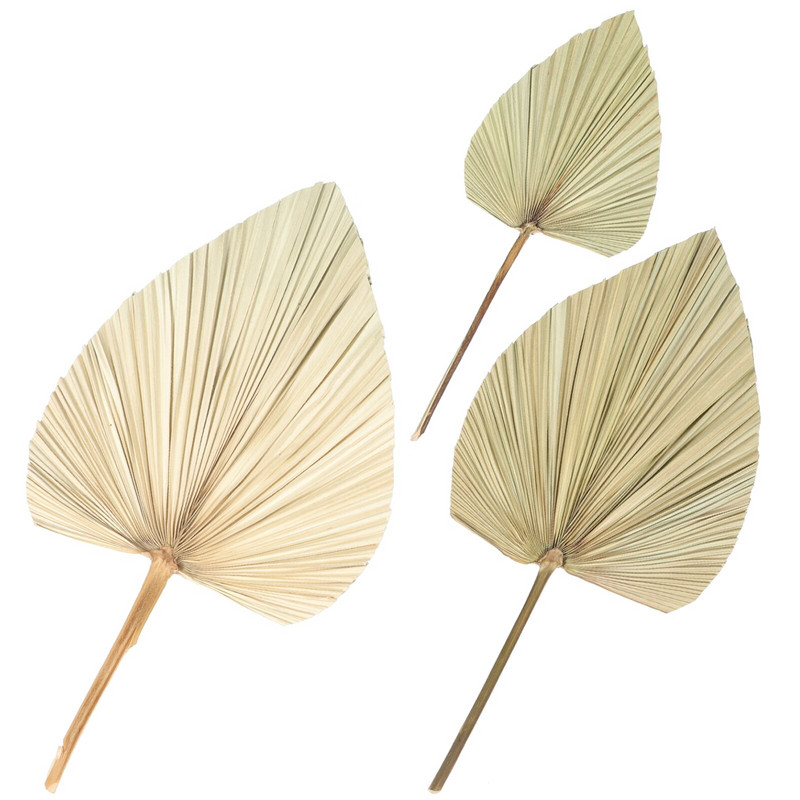 Pálmalevél szárított levelek természetes száraz dekoráció lándzsa dekoráció élénk esküvői elrendezés fotó kellékek
