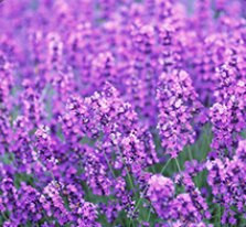 Ulei esențial de aromaterapie pentru interior, 50 ml, din ratan uscat, pentru petrecere, decorare a casei, bețișoare de difuzor de stuf, parfum relaxant